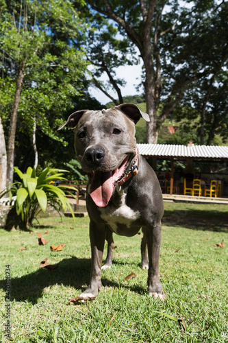 Pit bull dog playing with the ball in the garden of the house. Sunny day