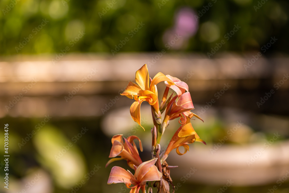 red and yellow flower