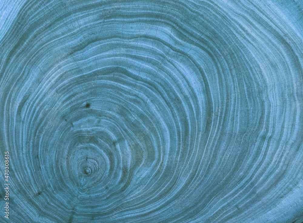 blue Cross section of tree trunk showing growth rings blue Cross section of tree trunk showing growth rings