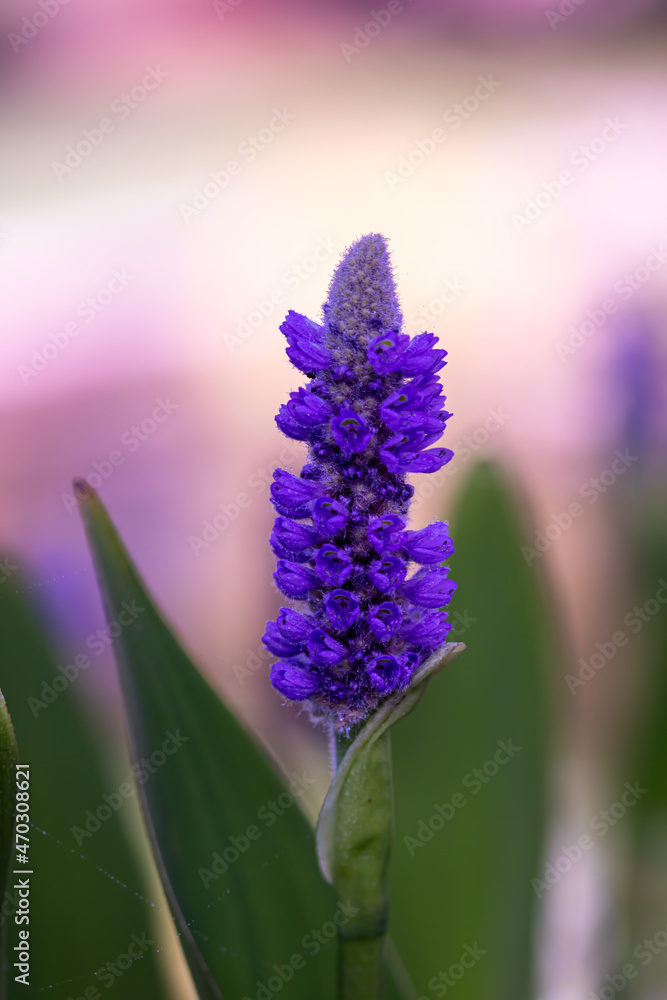 Fototapeta premium close up of lavender