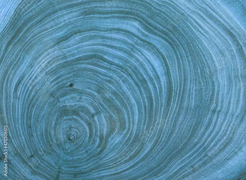 blue Cross section of tree trunk showing growth rings