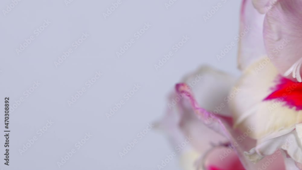 Blossoming white gladiolus flowers. Floral background. Blossoming white gladiolus flowers. Floral background.