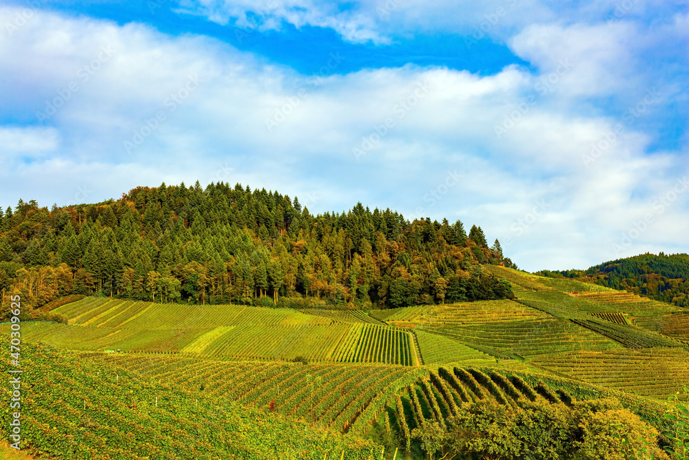 Well-kept vineyards in the Rhine hills