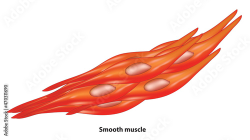 Biological illustration of Smooth muscle tissue  photo