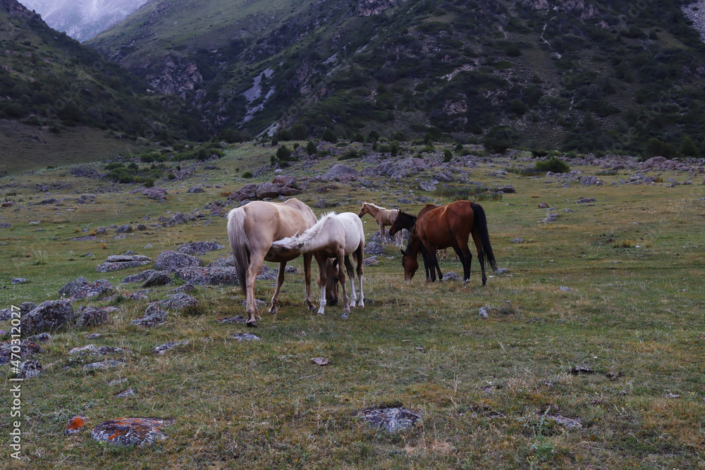 A herd of wild horses graze in a mountainous area. A grown-up foal sucks milk from its mother. Kyrgyzstan, Tien Shan