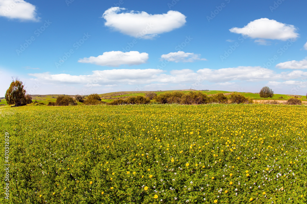 Field of blooming daisies