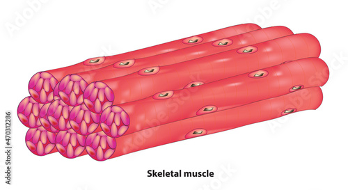Biological illustration of Skeletal muscle tissue 