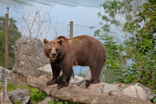 Canvas Print Brown bear adult at zoo