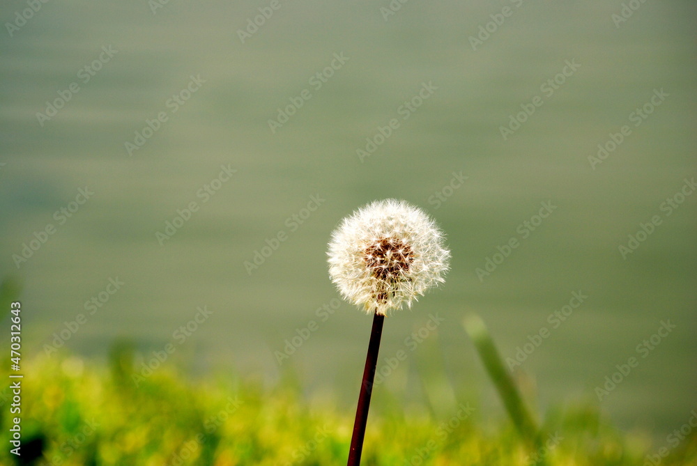 A White flower in the middle of the park near a lake