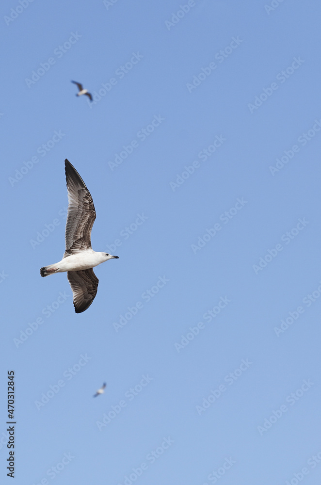 seagulls in flight with blue sky background seagulls in flight with blue sky background