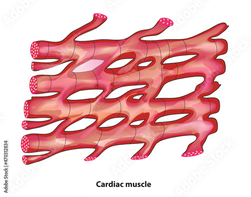 Biological illustration of cardiac muscle tissue 