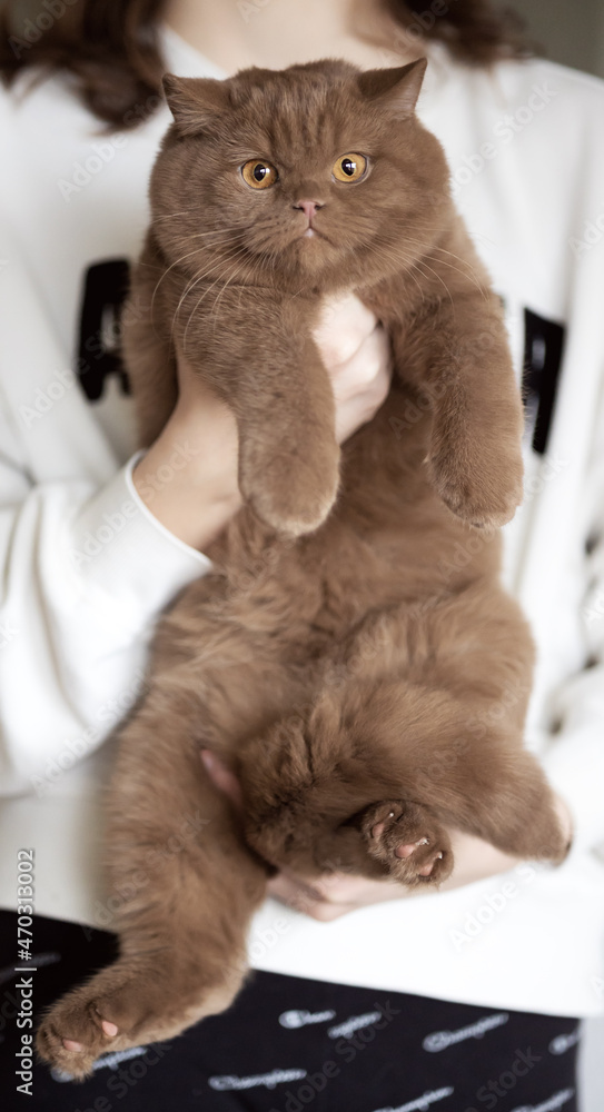 custom made wallpaper toronto digitalimposante, extrem hübsche Britisch Kurzhaar Katze 