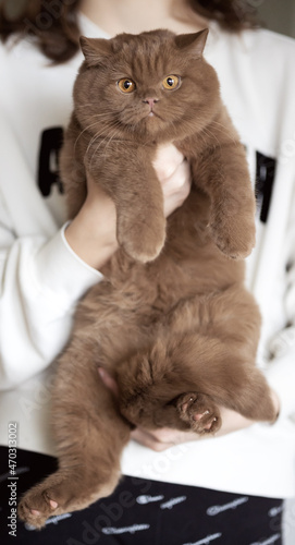 Wallpaper Mural imposante, extrem hübsche Britisch Kurzhaar Katze  Torontodigital.ca