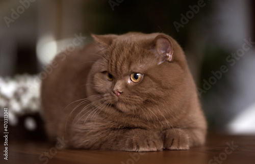 imposante, extrem hübsche Britisch Kurzhaar Katze  © Wabi-Sabi Fotografie