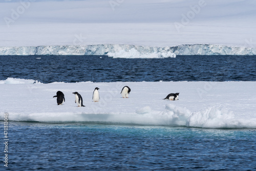 Adélie penguins in Antarctica