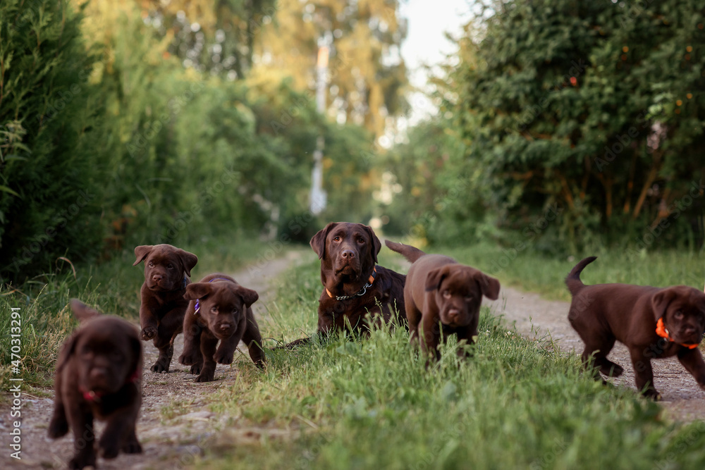 Fototapeta premium chocolate dogs labrador puppies. mom and little puppies for a walk in the summer in the field