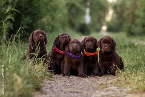 chocolate dogs labrador puppies. mom and little puppies for a walk in the summer in the field