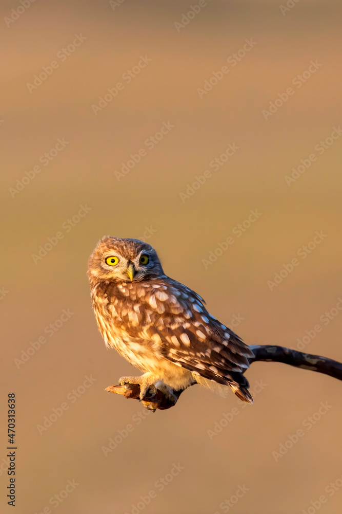 Little owl. (Athene noctua). Nature background. Little owl. (Athene noctua). Nature background.