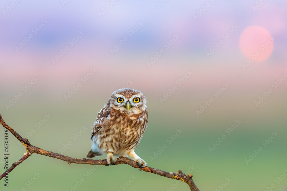 Little owl. (Athene noctua). Nature background. Little owl. (Athene noctua). Nature background.