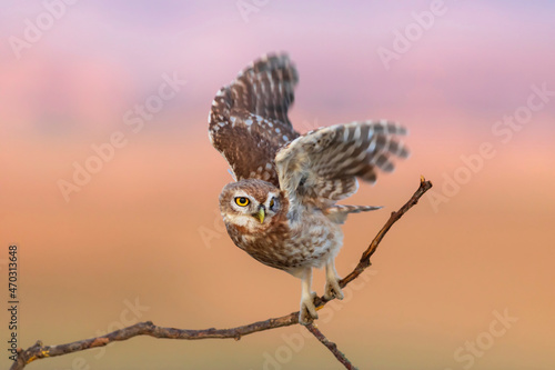 Little owl. (Athene noctua) Colorful nature background.