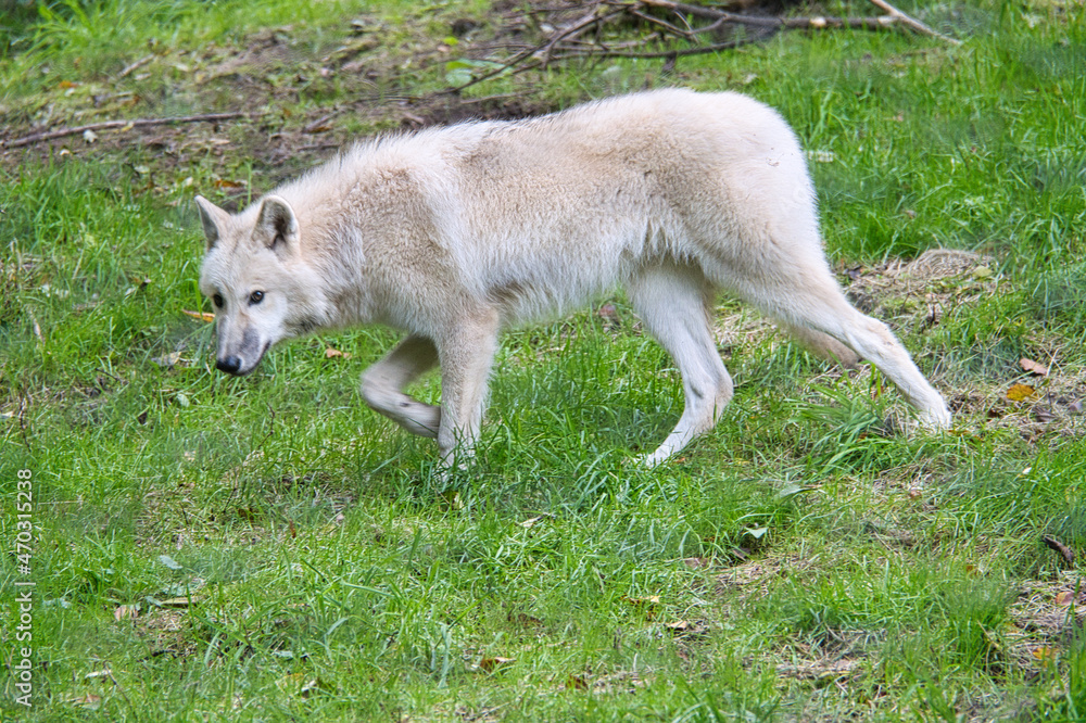 Young white wolf from the wolf park Werner Freund. Young white wolf from the wolf park Werner Freund.