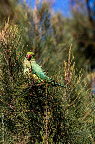 green winged macaw