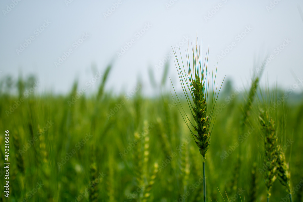 This is a picture of a wheat field in Bangladesh. Green grain wheat. Wheat grains are peaking in the sky. This is a picture of a wheat field in Bangladesh. Green grain wheat. Wheat grains are peaking in the sky.