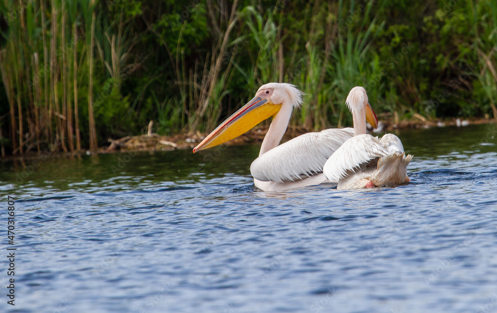 Pelicans in the Danube Delta, Romania