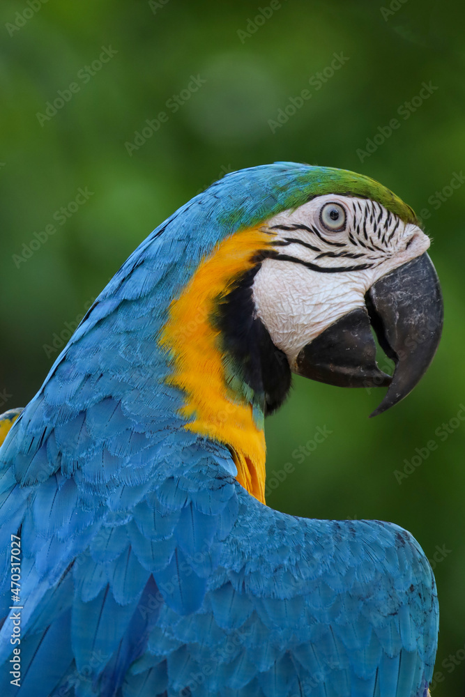 Close up haed the Blue and yellow macaw parrot bird in garden
