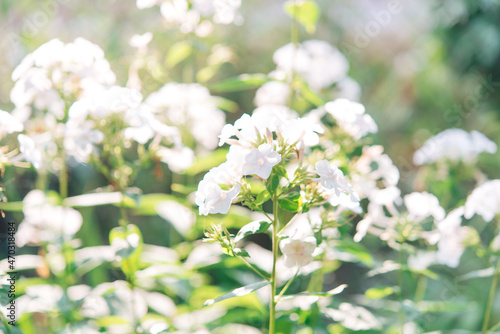 Garden phlox (Phlox paniculata), vivid summer flowers. Blooming branches of phlox in the garden on a sunny day. Soft blurred selective focus. 