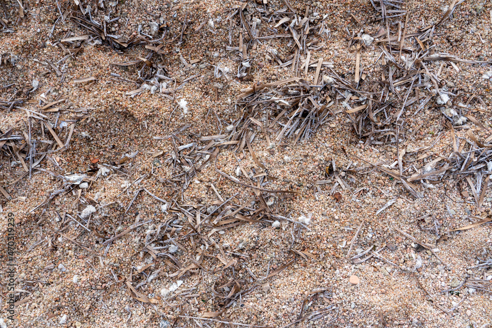 dry seaweed washed out after a strong surf on a sandy beach dry seaweed washed out after a strong surf on a sandy beach