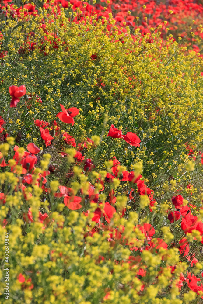 Springtime: poppies in a field of yellow wildflowers in Apulia, Italy. Spring colors in the countryside in the early morning.