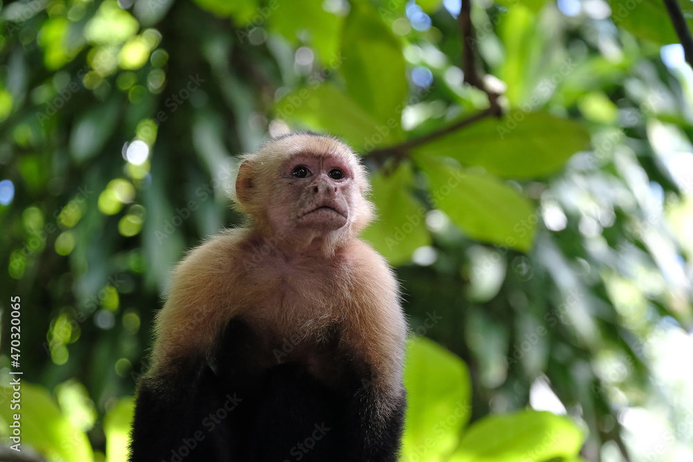 White faced Capuchin monkey in the Costa Rican jungle also known White faced Capuchin monkey in the Costa Rican jungle also known