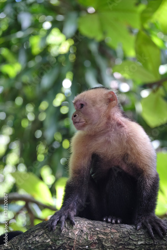 White faced Capuchin monkey in the Costa Rican jungle also known as organ monkey