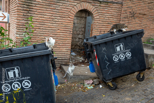 Photography Funny cats white and multi-colored sit on black garbage cans