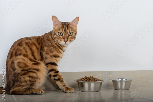 Adorable Bengal cat near a bowl of food at home.