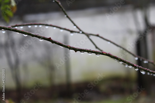 frost on a tree