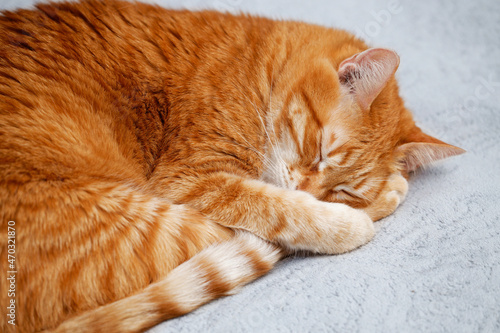 Closeup portrait of a red ginger cat sleeping on a bed