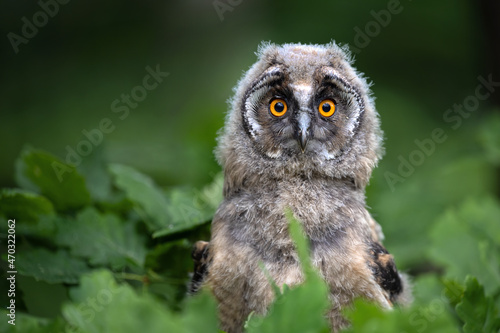 An eared owl in the forest sits on a branch.