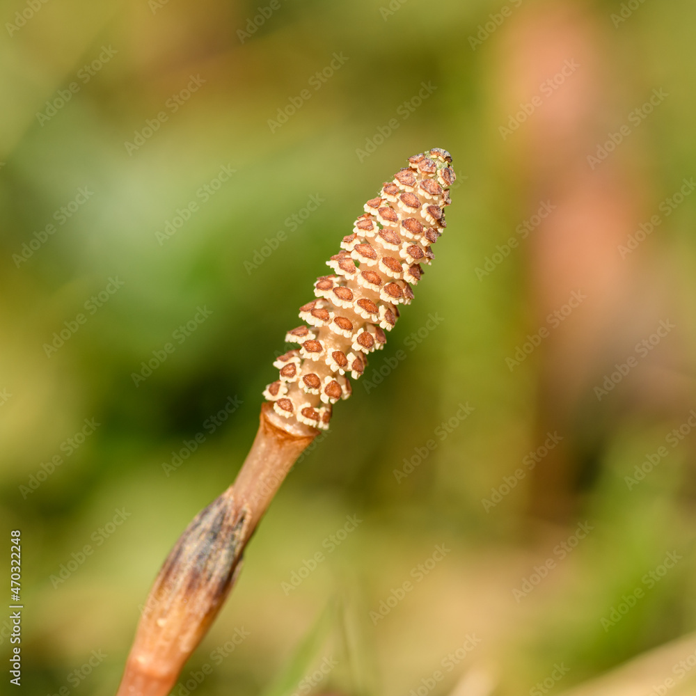 early flower of field or common horsetail (Equisetum arvense)