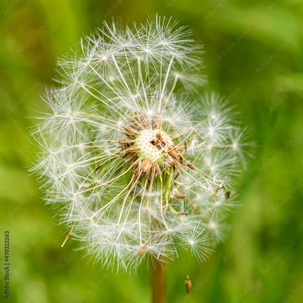 detail of dandelion seed head half blown away detail of dandelion seed head half blown away