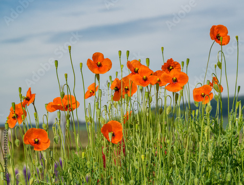 flowers and seed heads of common, corn, field, flanders or red poppy, or corn rose (Papaver rhoeas)