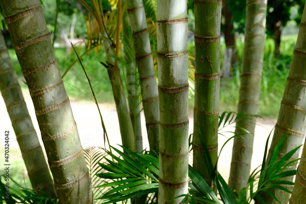 Obraz premium Grove of Bamboo trees in Curu Costa RIca
