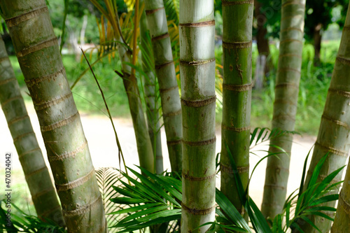 Grove of Bamboo trees in Curu Costa RIca