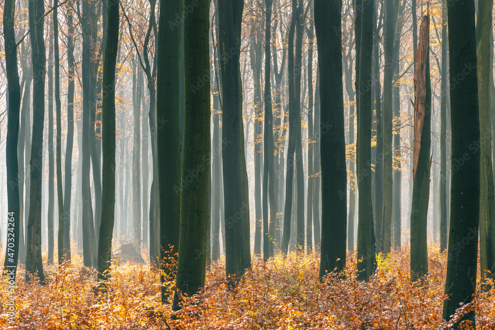 120-letni las bukowy, jesień, Las Janinowski - obrazy, fototapety, plakaty 