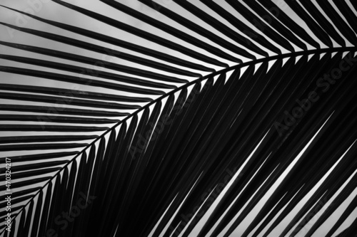 Palm Frond high contrast black and white in the Costa Rica Rain Forest
