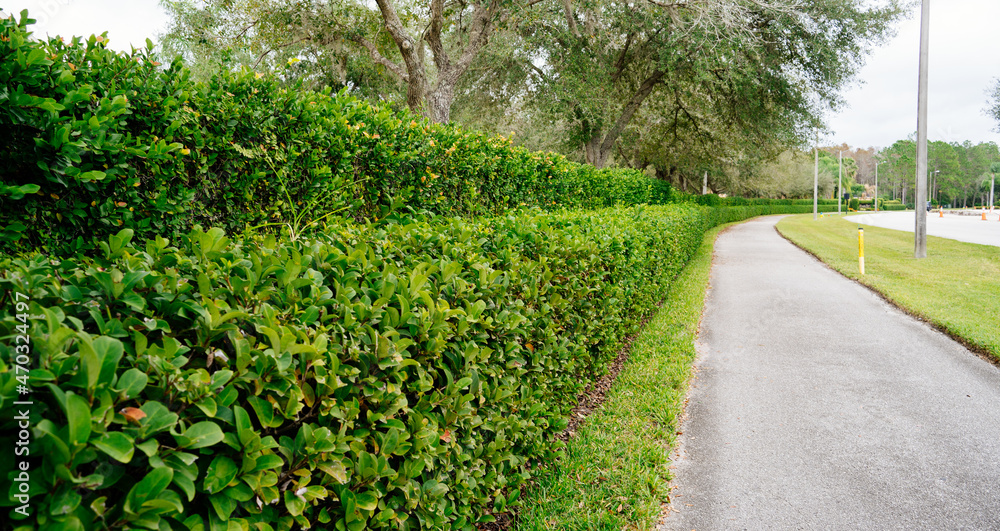 Green plant wall of a Florida community
Green plant wall of a Florida community