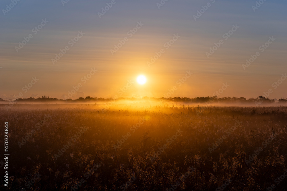 渡良瀬遊水池の朝日に輝く葦原