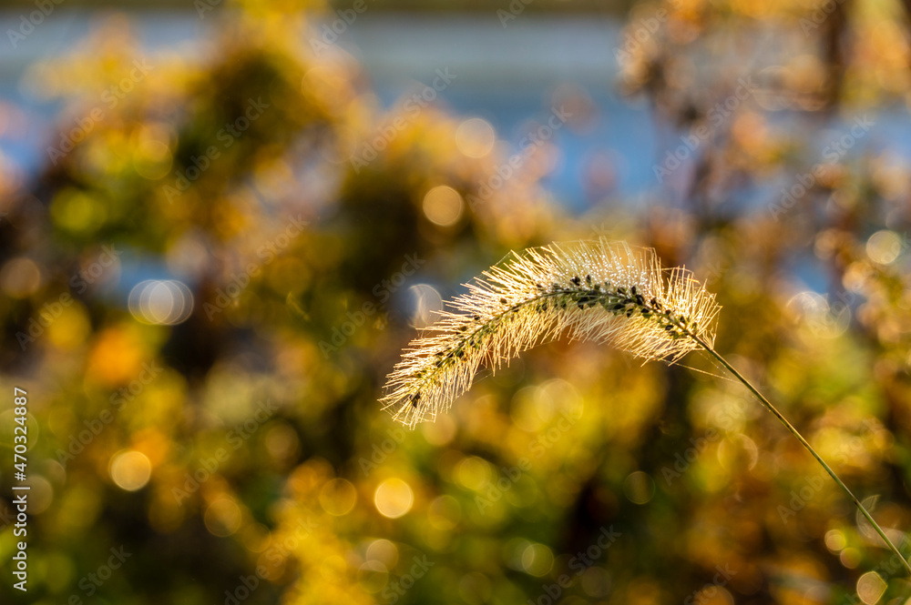 Obraz premium 秋の朝日に輝くエノコログサ