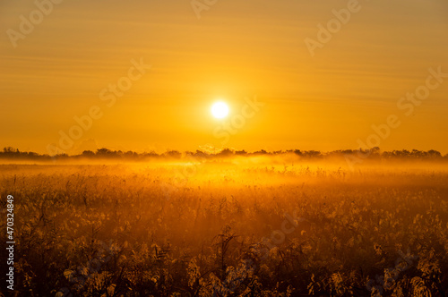 渡良瀬遊水池の朝日に輝く葦原 © officeU1
